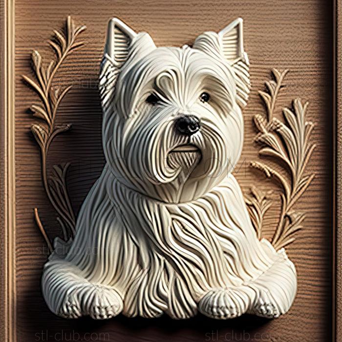 st West Highland White Terrier dog